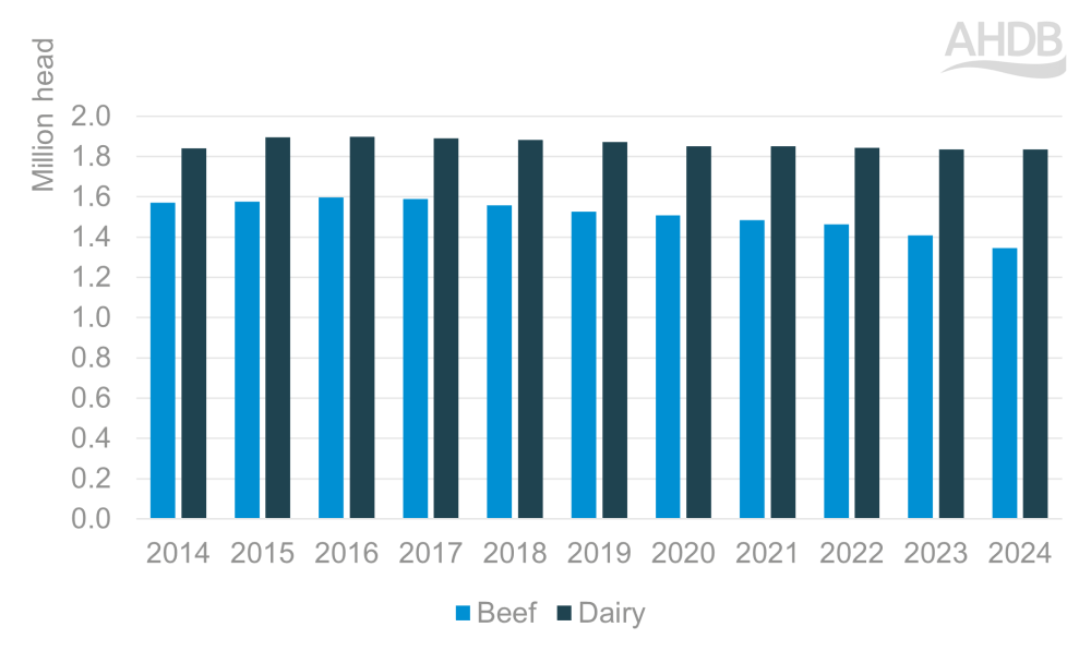 Graph showing UK cattle population at June 2024.